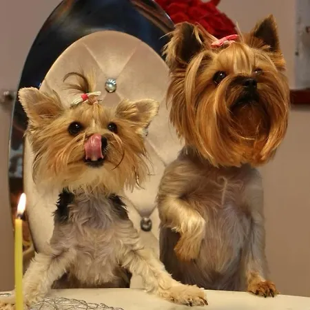 317 W Royal Tuli Prywatny Przy Plazy Z Aneksem Kuchennym 아파트