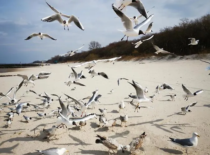 Lejlighed 317 W Royal Tuli Prywatny Przy Plazy Z Aneksem Kuchennym Kołobrzeg